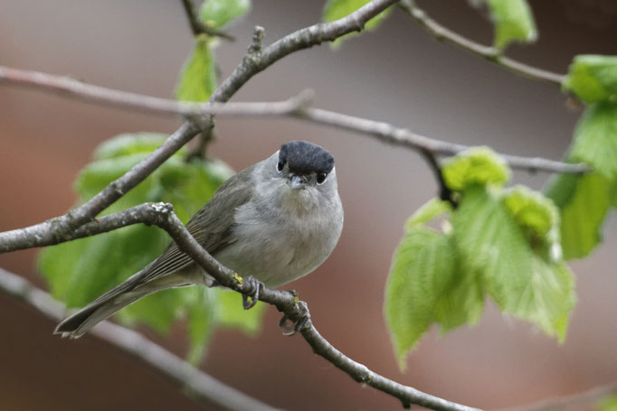 Mönchsgrasmücke (Sylvia atricapilla)