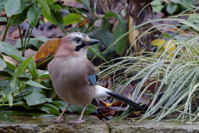 Eichelhäher (Garrulus glandarius)