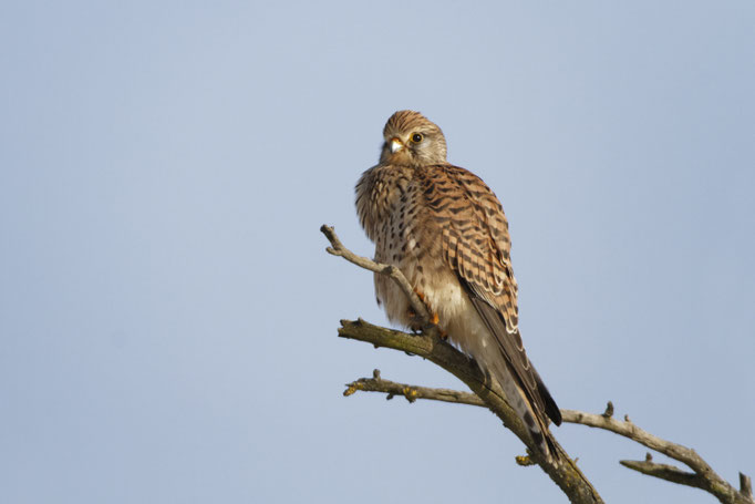 Turmfalke (Falco tinnunculus)