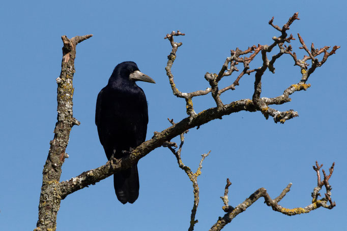 Saatkrähe (Corvus frugilegus)