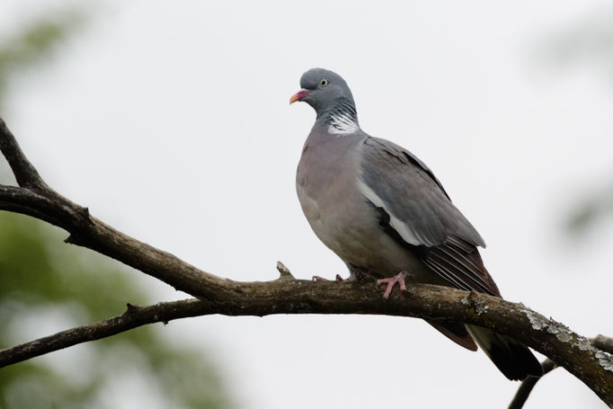 Ringeltaube (Columba palumbus)
