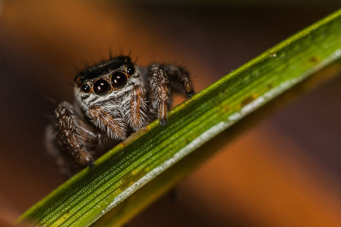 Femelle Evarcha arcuata