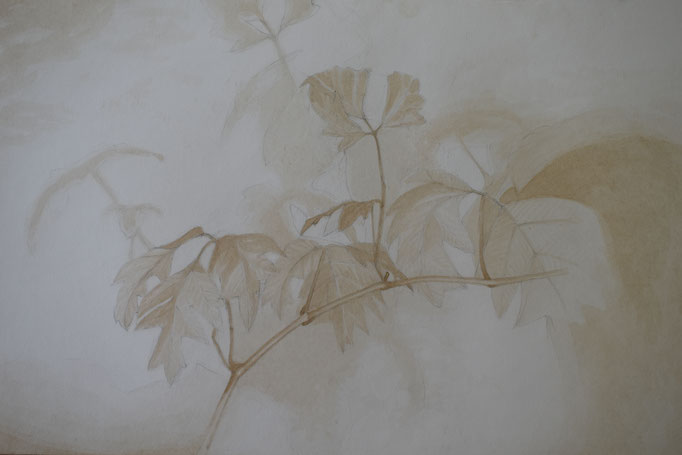 Pflanze mit Sepia gemalt, 42,5 x 62,5 cm.