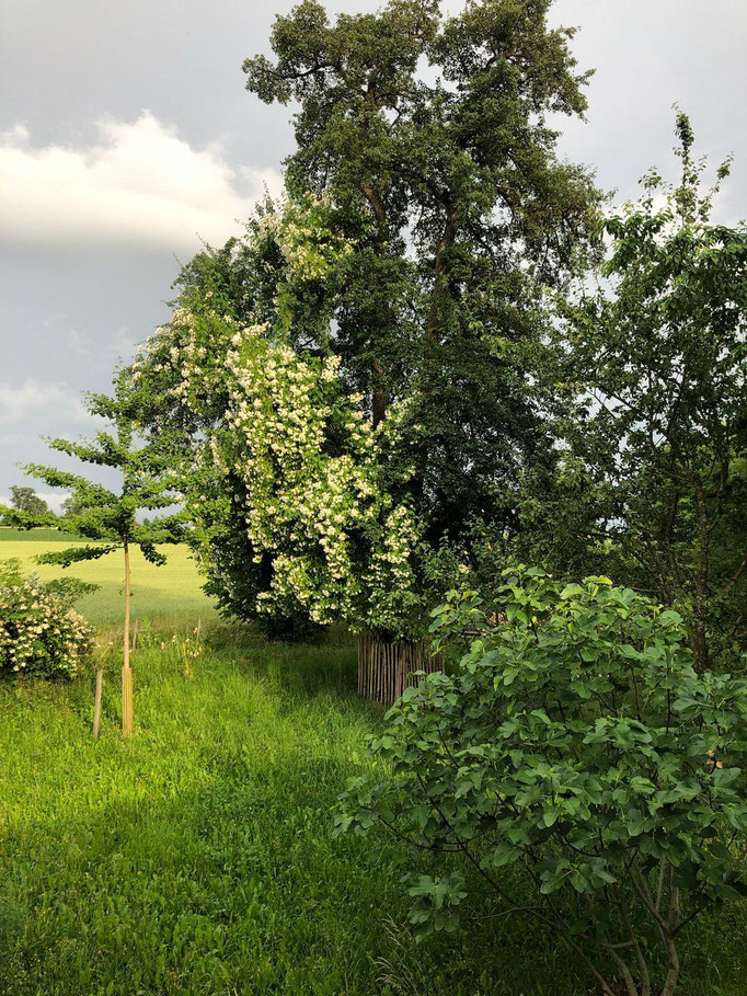 alte Birne, Kletterrose Bobbie James, Feige, Ginkgo - passt.