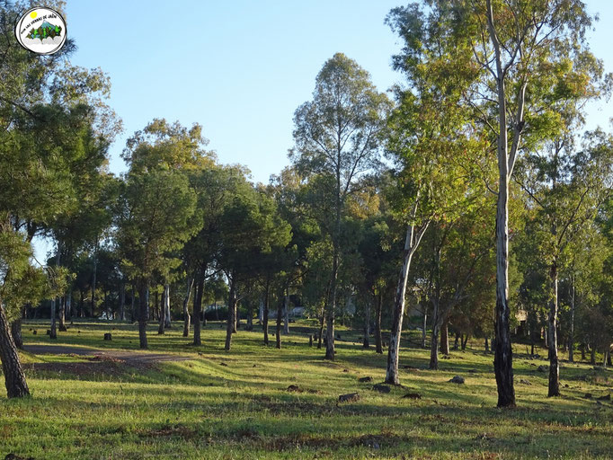 Paisaje de Eucalyptus
