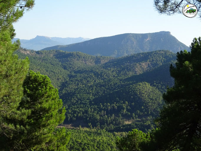 Zona de Linarejos, cerro de Bucentaina.