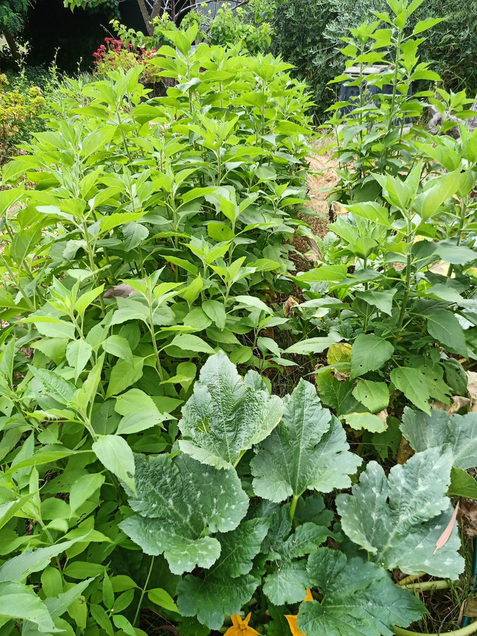 Sunchokes after 2 seasons in my original permafert swale with a happy zucchini in the foreground