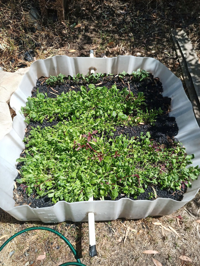 An IBC lid with 25% BMC (microbes, nutrients and minerals) plus salad greens (mesclun mix and rocket from 'Eden Seeds'). Also, cowpea is growing well at the back of the system - a good sign for the cowpea N fixation proposed for the above swale system