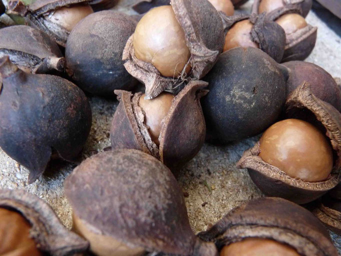 Mac Nuts - Nueces de Macadamia