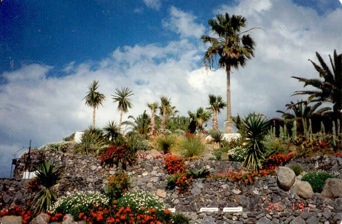 Teneriffa '91 | Hotel «Jardin Tropical».