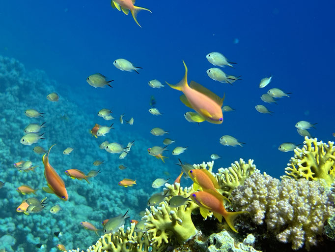 EGY, Soma Bay House Reef Diving