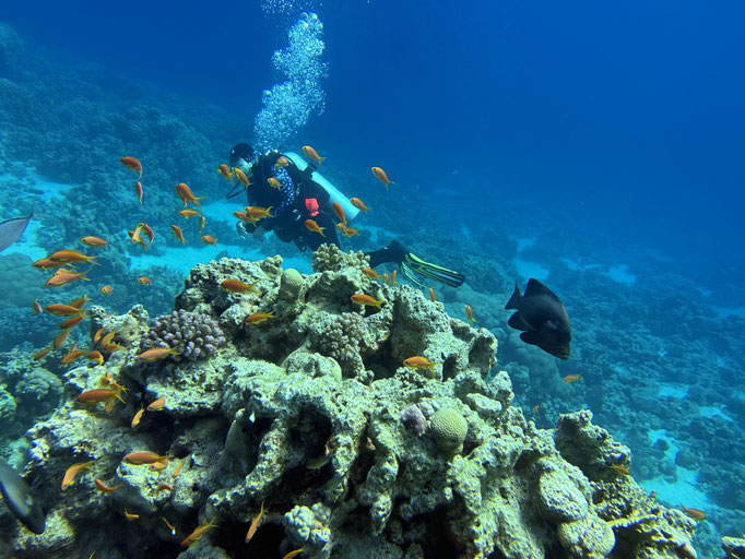 EGY, Soma Bay House Reef Diving