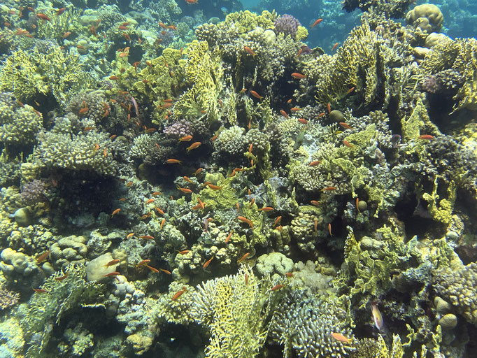 EGY, Soma Bay House Reef Diving