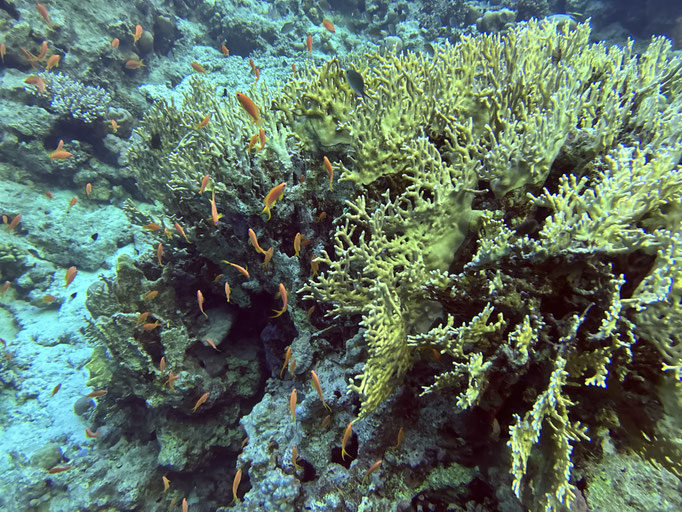EGY, Soma Bay House Reef Diving