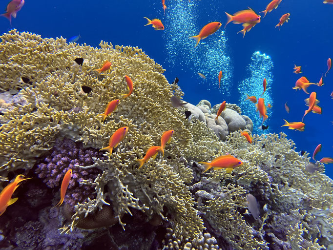 EGY, Soma Bay House Reef Diving