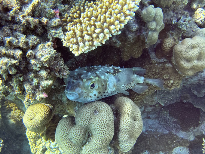 EGY, Soma Bay House Reef Diving