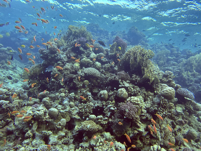 EGY, Soma Bay House Reef Diving