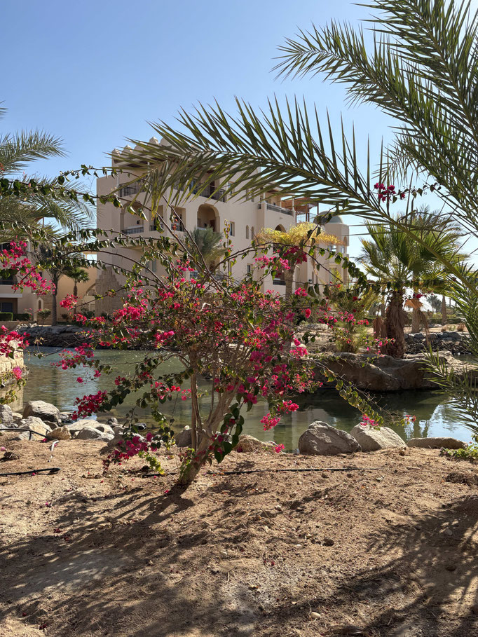 EGY, Soma Bay Hotels