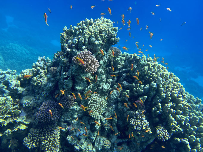 EGY, Soma Bay House Reef Diving