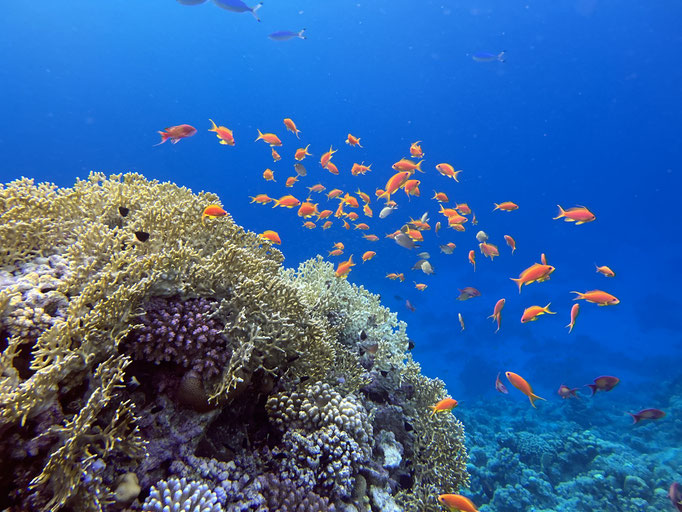 EGY, Soma Bay House Reef Diving