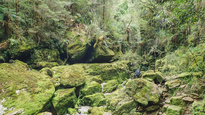 NOUVELLE-ZELANDE, AUSTRALIE, TASMANIE, projet Azimut Brutal : progression sauvage en pleine forêts primaires et bushs