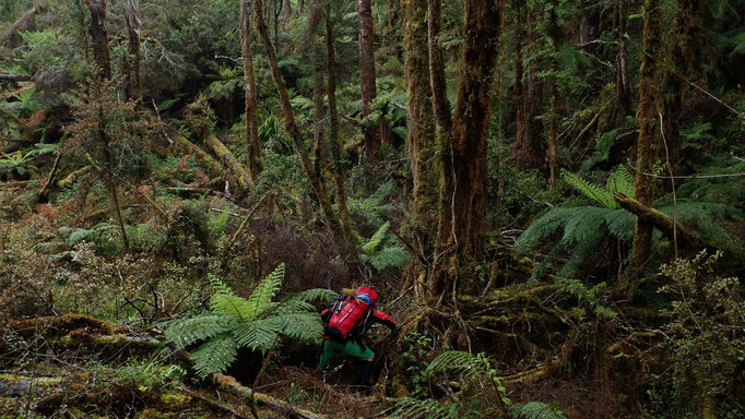 NOUVELLE-ZELANDE, AUSTRALIE, TASMANIE, projet Azimut Brutal : progression sauvage en pleine forêts primaires et bushs