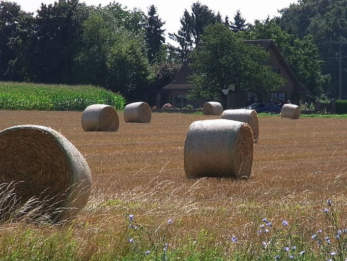 Strohballen: Ein Feld am Niederrhein 