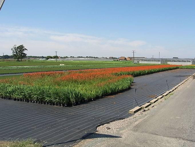 Typisch für die Region: Blumenaufzucht