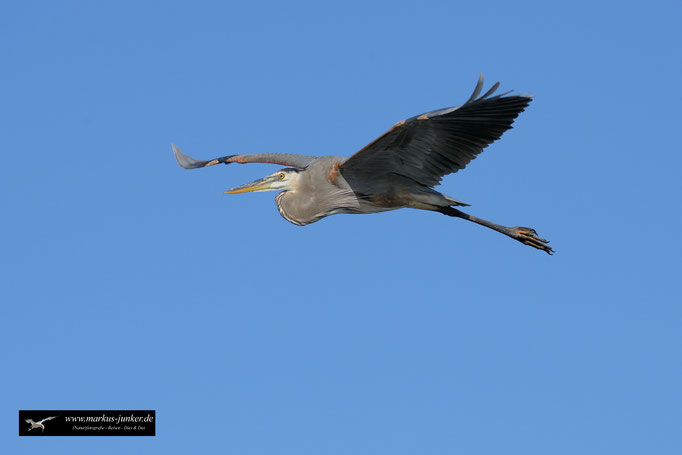 Great Blue Heron; Kanadareiher; Ardea herodias