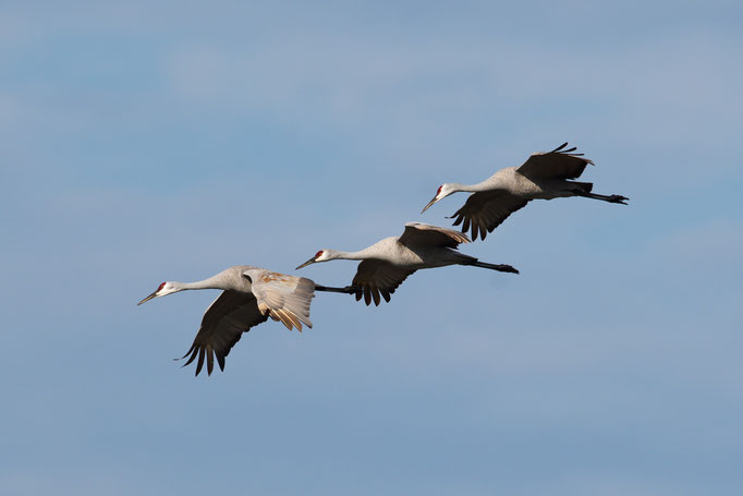 Circle B Bar Reserve / Sandhill Cranes