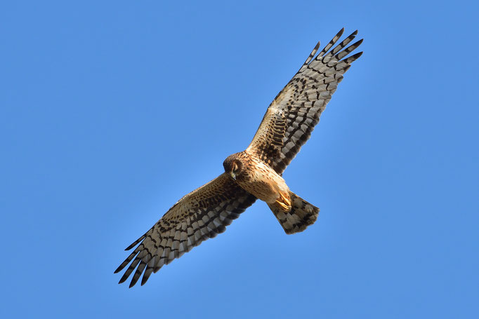 Circle B Bar Reserve / Nothern Harrier