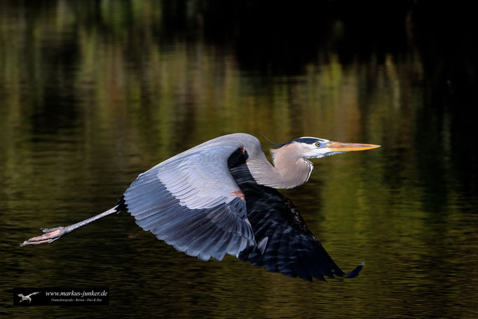 Great Blue Heron; Kanadareiher; Ardea herodias