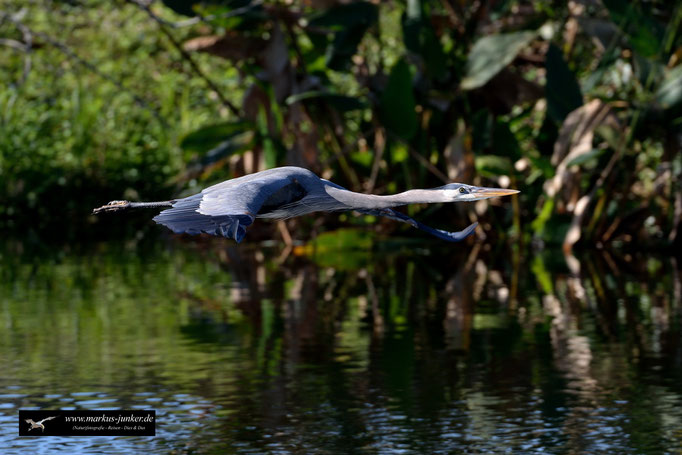 Great Blue Heron; Kanadareiher; Ardea herodias