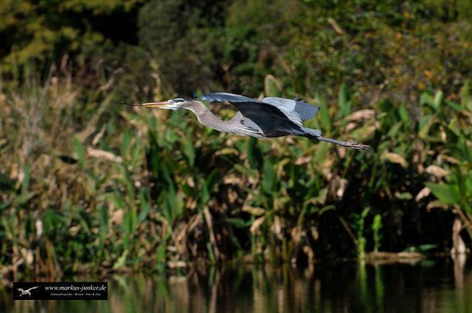 Great Blue Heron; Kanadareiher; Ardea herodias