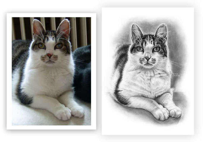 Katzen Portrait und Fotovorlage im Vergleich. 