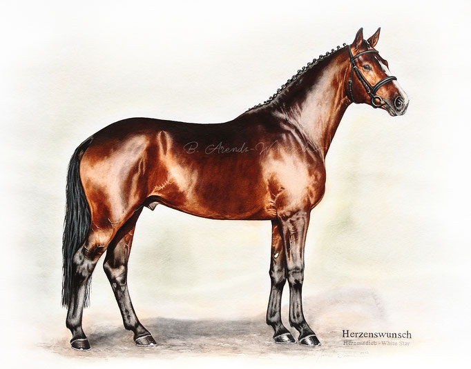 Pferde Tierportrait gemalt in Aquarell. Auftragsarbeit im Format 40 x 50 cm