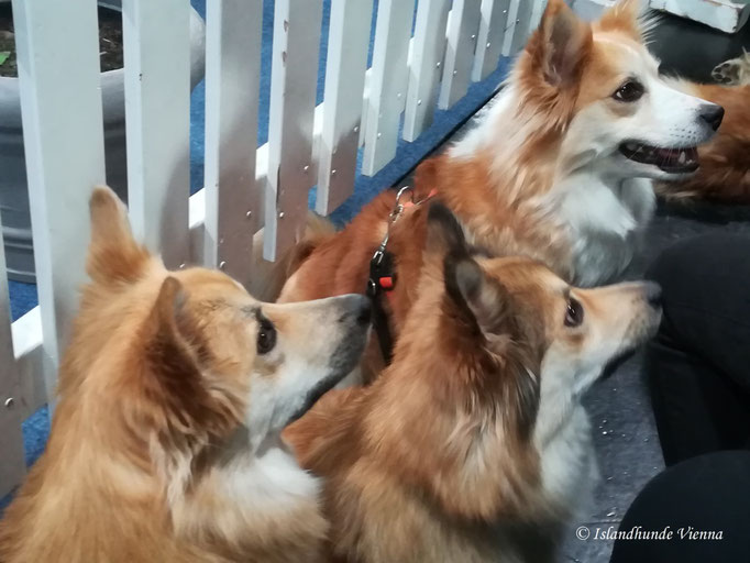 Islandhunde Vienna, Bessy mit ihrer Mutter Fenja und Schwester Bera