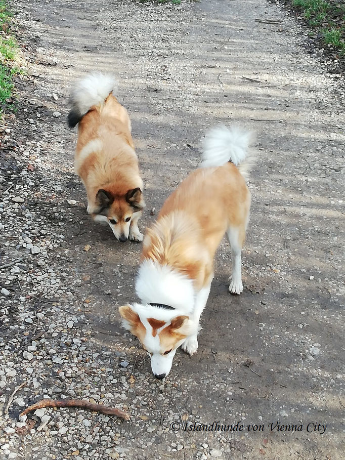 Islandhunde von Vienna City, Spuren lesen