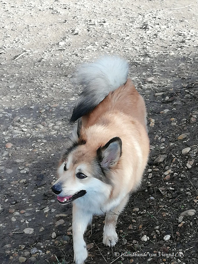 Islandhunde von Vienna City, Bessy im Vormarsch