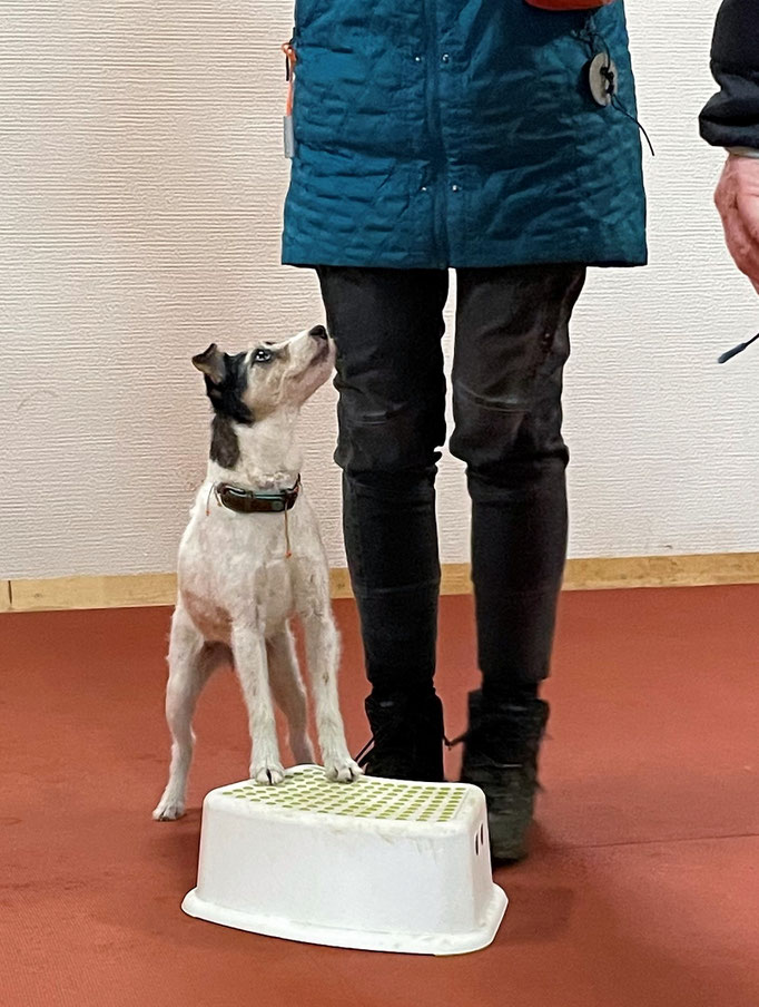 Clicker-Training © Hundeschule gooddog