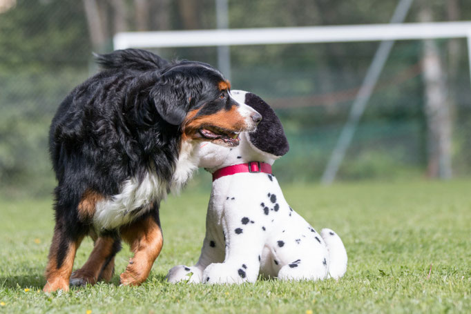 SpassSport © Hundeschule gooddog