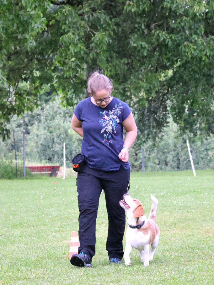 Begleithund/Obedience © Hundeschule gooddog