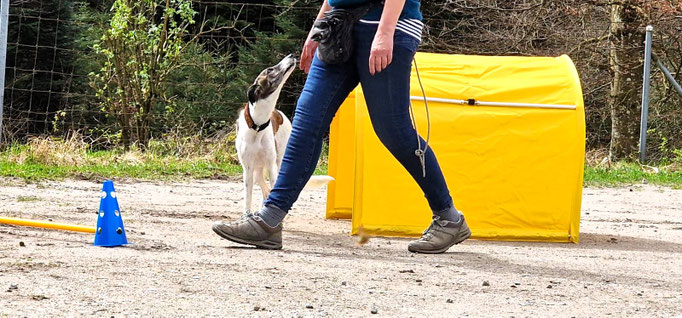 Fitness Loops © Hundeschule gooddog