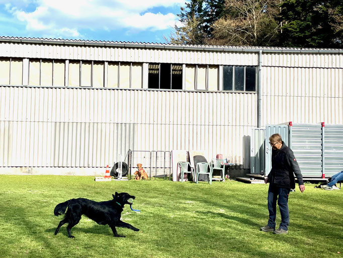 Begleithund/Obedience © Hundeschule gooddog