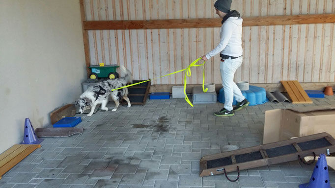 Objektsuche © Hundeschule gooddog