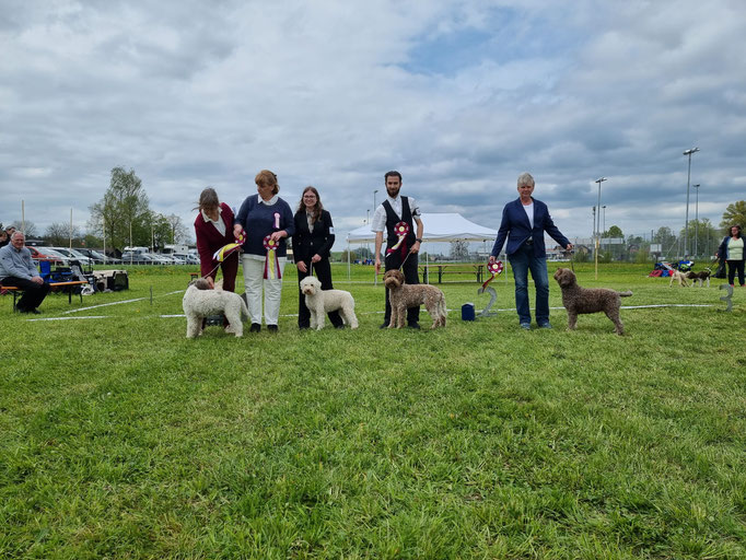 Ringtraining © Hundeschule gooddog