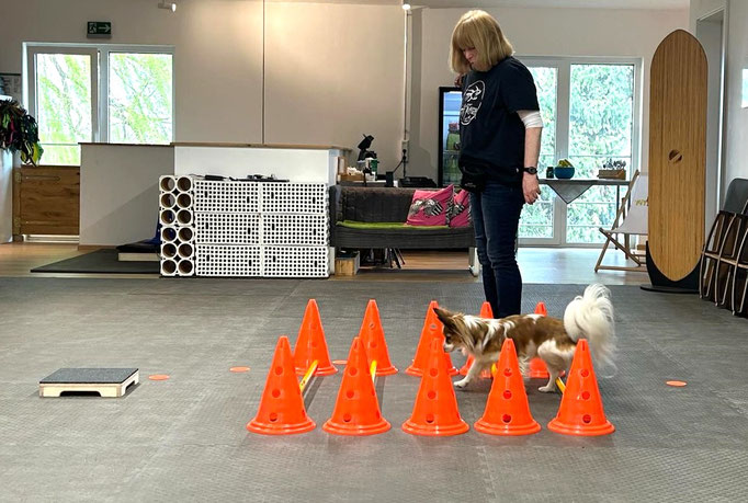 Fitness Loops © Hundeschule gooddog