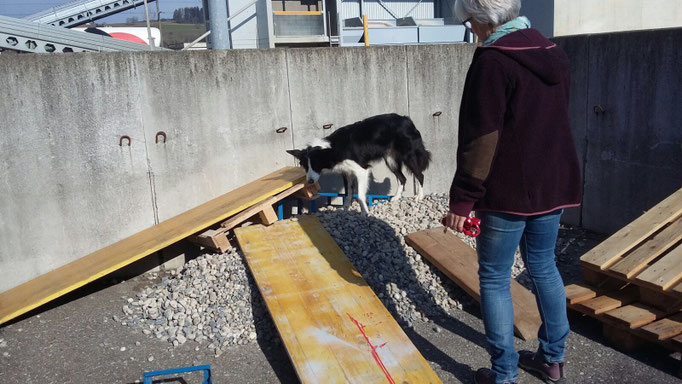 Objektsuche © Hundeschule gooddog