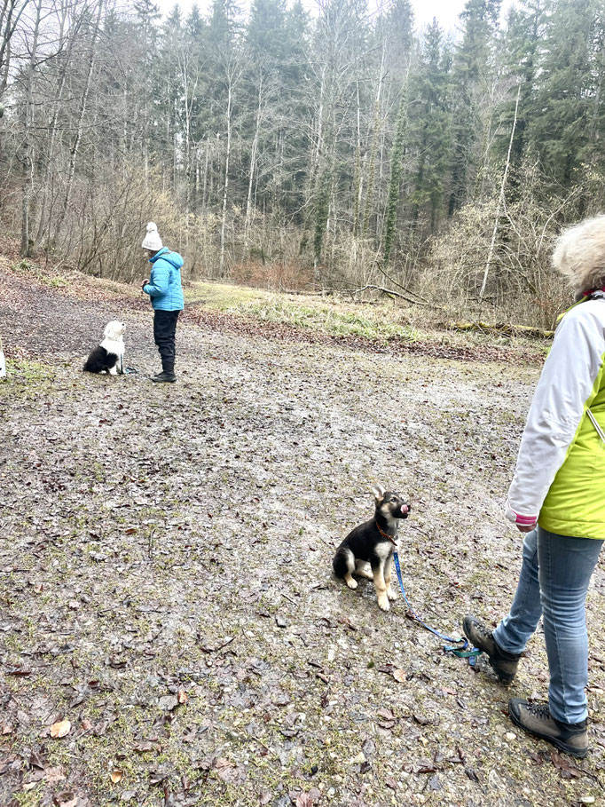 Welpentreffs Bläsimühle © Hundeschule gooddog