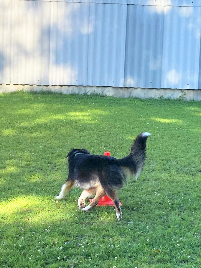 Begleithund/Obedience © Hundeschule gooddog